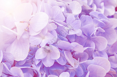 天然的花朵背景花瓣花园宏观植物学梦幻植物群蓝色墙纸太阳紫色背景图片