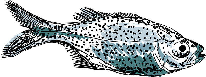 淡水野生鲫鱼孔洞鱼 插图 白底的矢量插画