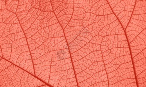 珊瑚粉色调的叶脉纹理特写调子背光肋骨装饰静脉植物学宏观细胞刀刃风格背景图片