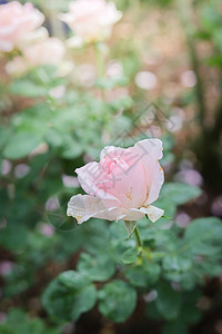 花园里的玫瑰花植物群粉色日光绿色花瓣树叶玫瑰情人背景图片