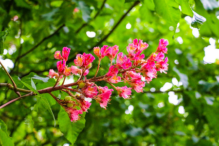广西胭脂红桃粉红色的花 从树背景