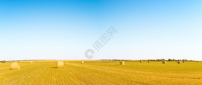 蓝天下亮黄地上的草泥马生长圆圈营养风景场地粮食草地库存天空蓝色背景图片