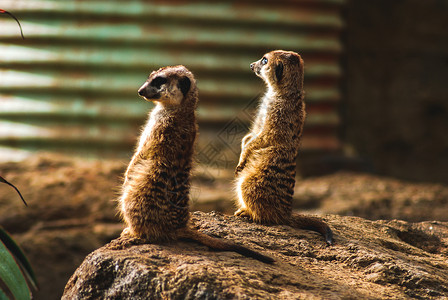两只黑麦加 站立起来橙子棕色沙漠动物园家庭荒野警卫警报动物野生动物背景图片