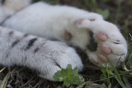 猫爪指甲条纹手指宠物爪子痕迹白色黑色背景图片