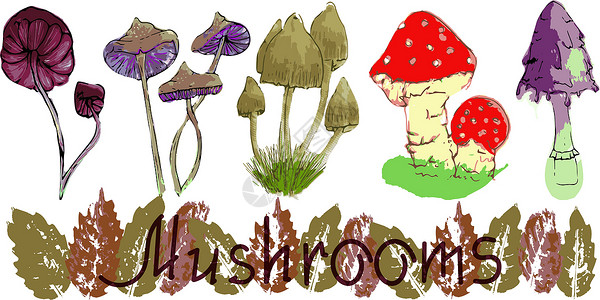 蜂蜜金桔膏有条件食用的蘑菇是手工绘制的 打印 T 恤或您的设计艺术产品食物美味伞菌卡通片森林网络蜂蜜美食插画