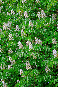 青春中的栗子花朵季节乔木落叶花序植物群板栗环境植物植被春天高清图片素材