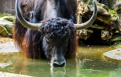 喜玛朗雅山脉牛科动物成熟高清图片