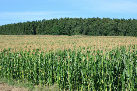背景中可收获的玉米田森林和蓝天高清图片