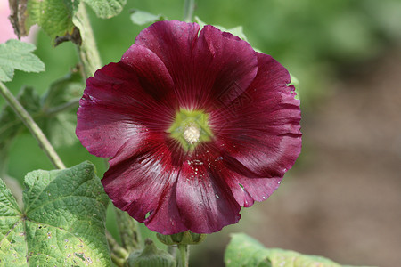 莱拉紫色蜀葵 (Alcea rosea) 与美丽的花朵