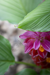 五颜六色的花的背景图片季节花束粉色植物群花瓣植物紫色生长宏观背景图片