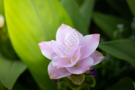 五颜六色的花的背景图片生长宏观植物花瓣粉色季节花束植物群紫色背景图片