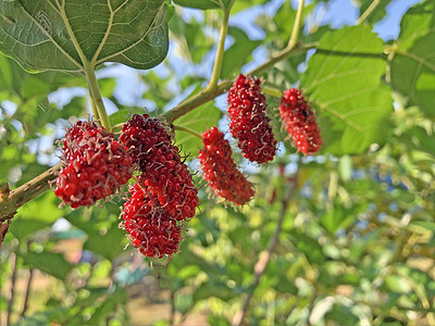已经成熟和尚未成熟的健康条件成熟的木莓水果是p叶子蔬菜饮食篮子桑叶食物果汁植物健康饮食紫色营养高清图片素材