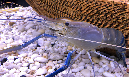巨型淡水虾或大河虾在罐体中海鲜厨房工作室小龙虾甲壳奢华贝类海洋沼虾烹饪背景图片