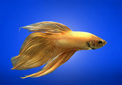 蓝底金色的暹罗鱼打架动物高清图片素材
