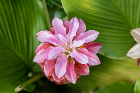 五颜六色的花的背景图片植物群生长宏观季节花束紫色植物花瓣粉色背景图片