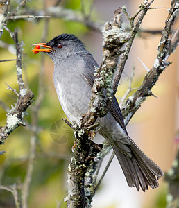 马达加斯加Bulbul (催眠剂)背景图片