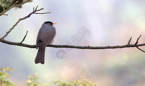 马达加斯加Bulbul(催眠虫) 雨水背景图片