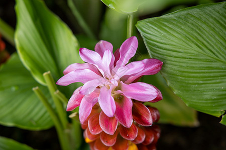 五颜六色的花的背景图片季节花瓣植物花束紫色植物群粉色生长宏观背景图片