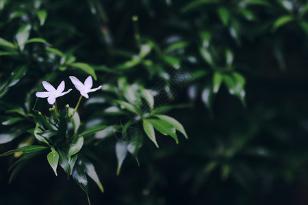 大自然中野生鲜花 模糊背景背景图片