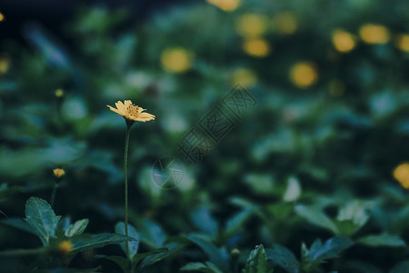 大自然中野生鲜花 模糊的场景季节洋甘菊药品草地雏菊蜜蜂花园公园场地植物背景图片