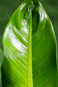 万年青叶绿叶花纹季节森林热带艺术斑点生活植物学双色植物叶子背景图片