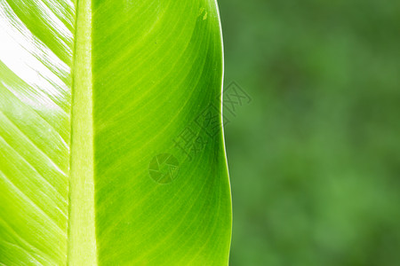 万年青叶绿叶花纹森林宏观季节墙纸花园环境树叶生长双色植物背景图片