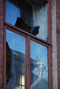 窗户上孤独的鸽子 旧红砖楼玻璃破碎房子反射城市框架木头建筑红色白色建筑学背景图片