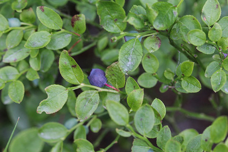 灌木 通常称为常见的bilberry Wimberry 蓝胡桃莓或欧洲蓝莓食物水果桃金娘蓝色叶子宏观花园覆盆子森林植物背景图片