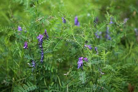 花 被称为长毛紫云英 饲料紫云英或冬紫云英树叶花园草本植物紫色植物群植物学豆类植物场地花瓣背景