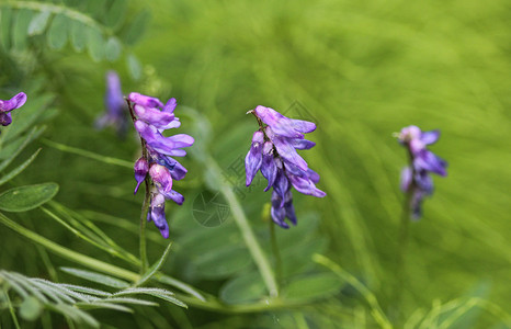 野豌豆紫色的蓝色的高清图片