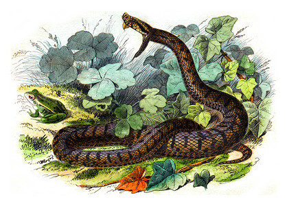 普通的毒蛇 古代雕刻背景图片