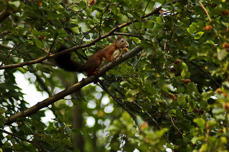 红松鼠站在栗子树上吃水果高清图片