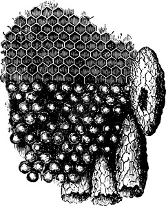 Comb古代插图的边角背景图片