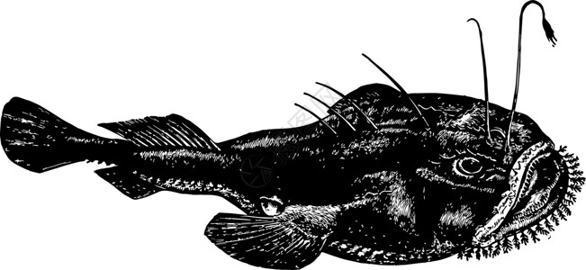 Anglerfish 陈年插图背景图片
