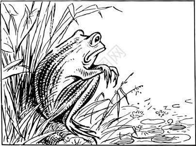 花蛙坐在银行旁看池塘古老插图背景图片