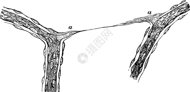 维提莱乌Calf 古代插图的维特鲁斯·乌穆尔胶片插画