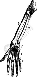 手臂和手的骨头复古插画背景图片