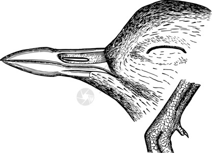 四趾刺猬四至四趾Plover Bill和 Hind Toe 陈年插图插画