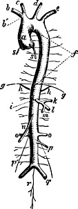 Aorta 古代插图背景图片