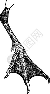 历史插图黑色雕刻白色蛛网艺术绘画燕鸥背景图片