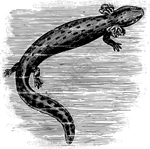 常见的 Mudpuppy 复古插画背景图片