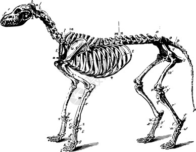 狗老古董插图的骨骼背景图片