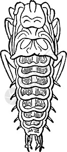 古典插图的拉瓦艺术甲虫雕刻黑色尺寸白色绘画叶状体背景图片