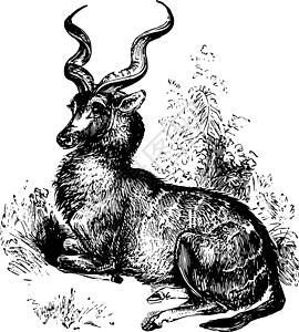 小羚羊Kudu古董插图插画