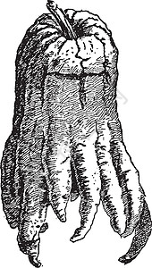 手指香橼复古插画背景图片