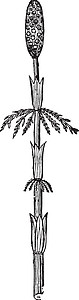 马尾复古插画艺术植物绘画森林木黑色雕刻插图白色背景图片