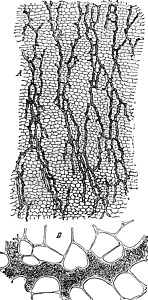 炸腐竹根船陈年插图插画