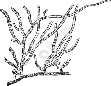 苔藓植物复古插画土壤黑色绘画白色生长雕刻插图艺术插画