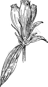 古董插图雕刻艺术绘画龙胆花朵黑色白色背景图片