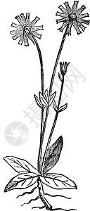 古董插图雕刻黑色艺术白色绘画紫菊目背景图片
